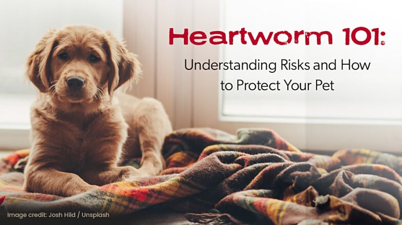 A dog sits on a colorful blanket next to a window. Text reads: "Heartworm 101: Understanding Risks and How to Protect Your Pet.