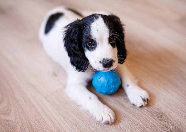 About Wedgwood Animal Hospital