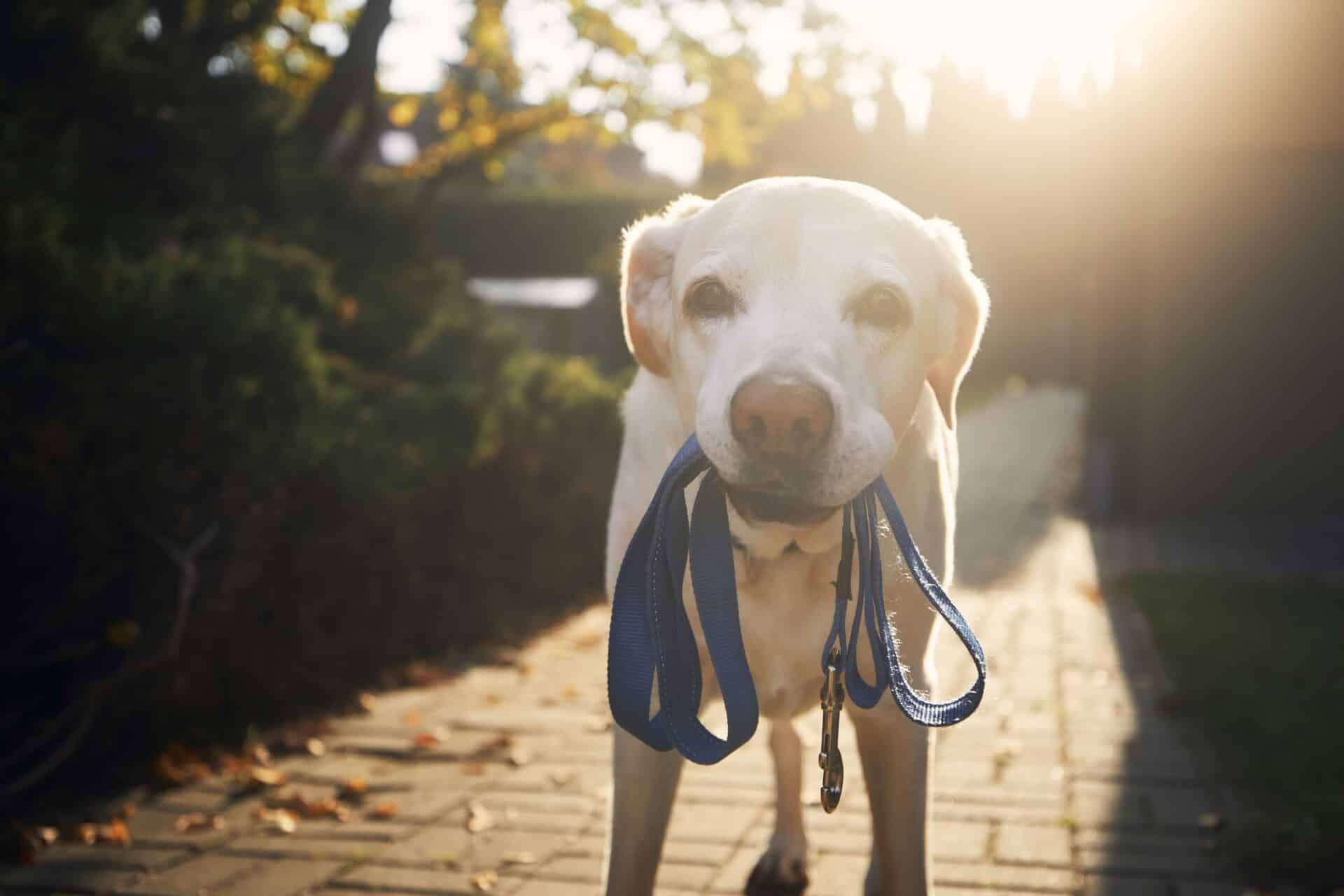 A yellow Labrador retriever stands on a sunlit path holding a blue leash in its mouth.