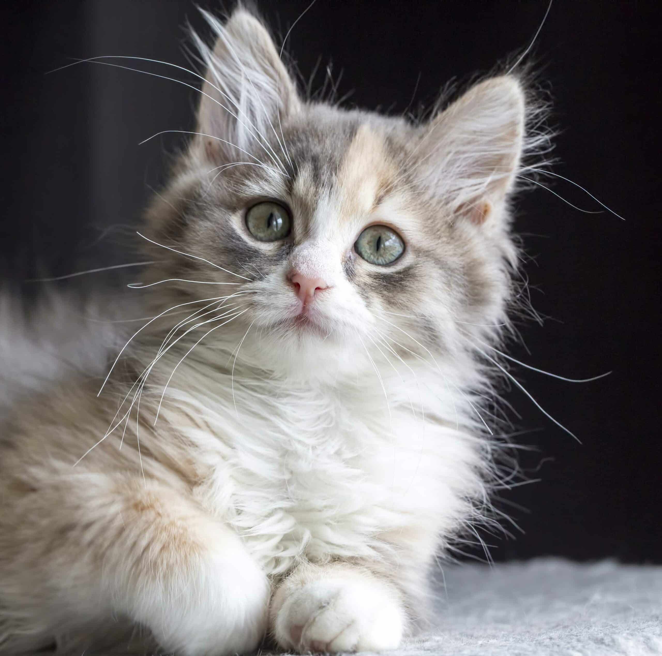 Why Choose Wedgwood Animal Hospital