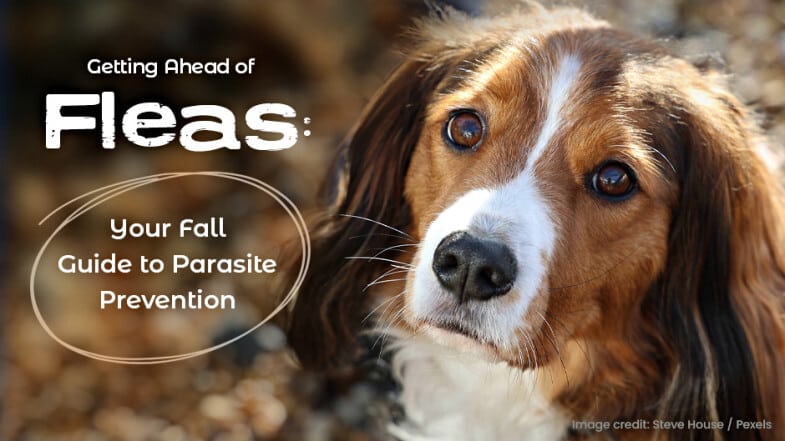 Dog with long ears looking up, surrounded by text: "Getting Ahead of Fleas: Your Fall Guide to Parasite Prevention." Credit: Steve House/Pexels.